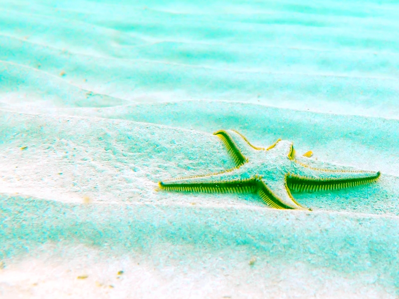 Everything you’ve always wanted to know about Antemidians – mermaid nation from “Mermaid Princess Amelia and the Lost Symphony” by Maxine Foti