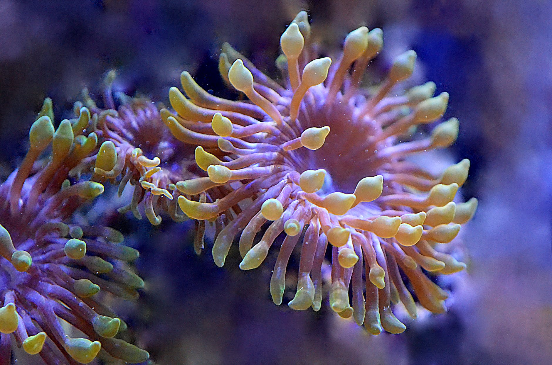 8 interesting types of coral (staghorn coral, elkhorn coral, great star coral, leaf coral, grooved brain coral, carnation coral, sea whip coral, fox coral)