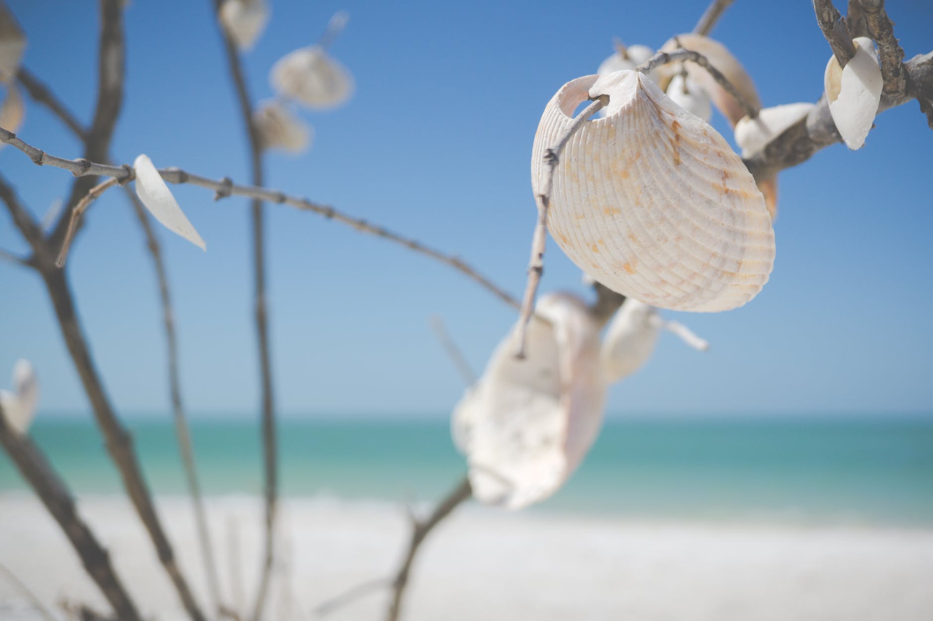 DIY Seashell Wind Chimes: Create a Soothing Soundtrack for Your Summer