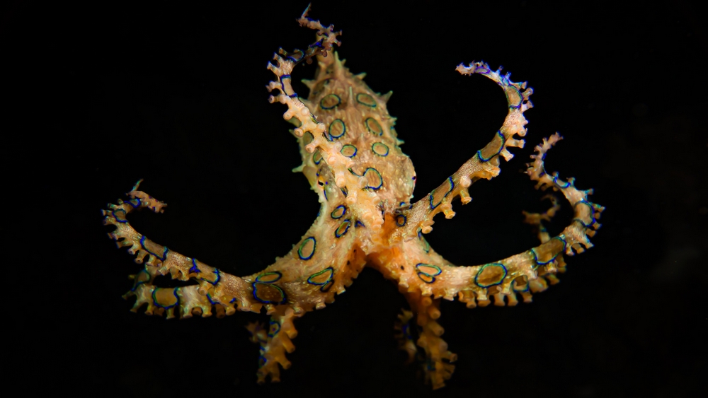 What Are Mermaids Afraid Of? Ocean Killers Like Blue-Ringed Octopus